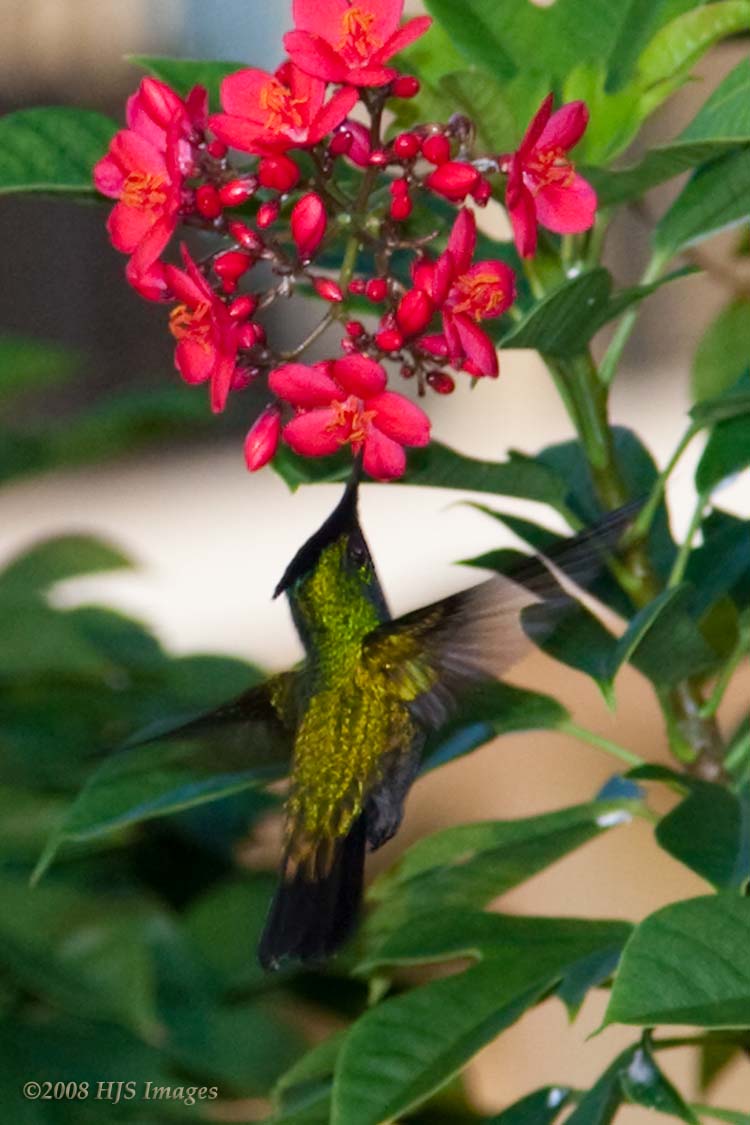 2008_12_14_SandalsAntigua-254.jpg - Antillean crested Hummingbird, the bird is also known as "Dr. Brushy" and is the most common hummingbird of Antigua and Barbuda.