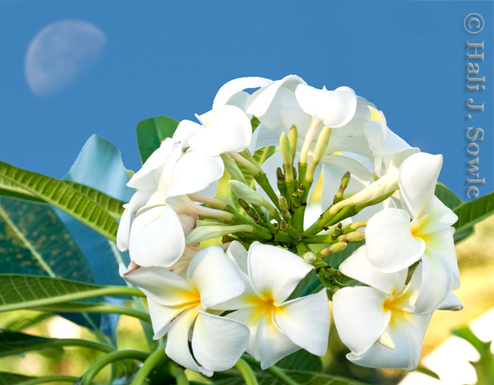 2008_12_17_SandalsAntigua-10.jpg - Plumeria pudica, also known as "Bridal Bouquet" and the moon.   There were many of these beautiful flowering plants around the resort but this was the only one that was blooming in almost a perfect circle.