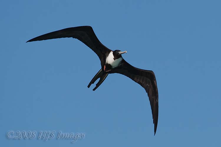 2008_12_17_SandalsAntigua-132.jpg - Female Magnificant Frigate Bird.  These birds never land on water, and always take their food items in flight.  Silent in flight they make rattling noises when they nest.