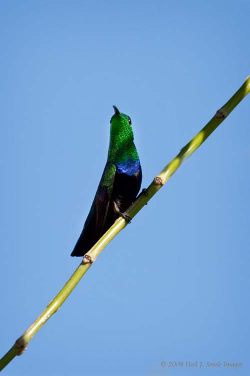 2008_12_17_SandalsAntigua-229.jpg - Green throated carib hummingbird.