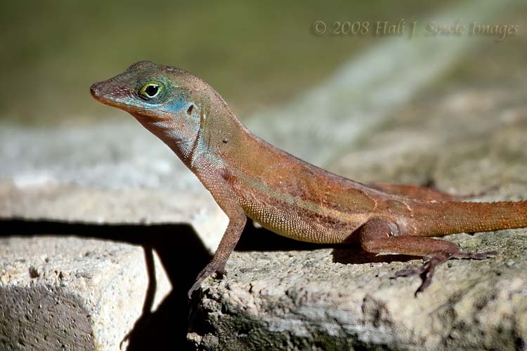 2008_12_17_SandalsAntigua-331a.jpg - A (possibly female) Anolis wattsi, also known as a Barbuda Bank Baush Anole.  These little guys and many other small anoles and lizards were found all over the resort as the day warmed up.  Anoles are relatives of Iguanas, just much much smaller.