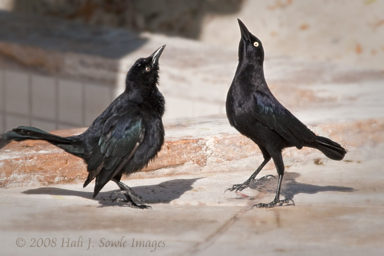 2008_12_19_SandalsAntigua_0022-Edit.jpg - These Greater Antillean Grackles were a lot of fun to watch, strutting around in the little pools of water by the outdoor showers, drinking and bobbing their heads and tails.