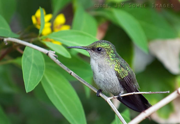 _JMS0305.jpg - A cute little hummingbird enjoying the shade on a hot and sunny day.  We're not sure, but we think this may be a (female) Ruby-throated Hummingbird.  Please let us know if we're wrong!