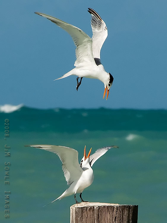 _JMS0415.jpg - Two Royal Terns vie for position on an old piling in Dickenson Bay.
