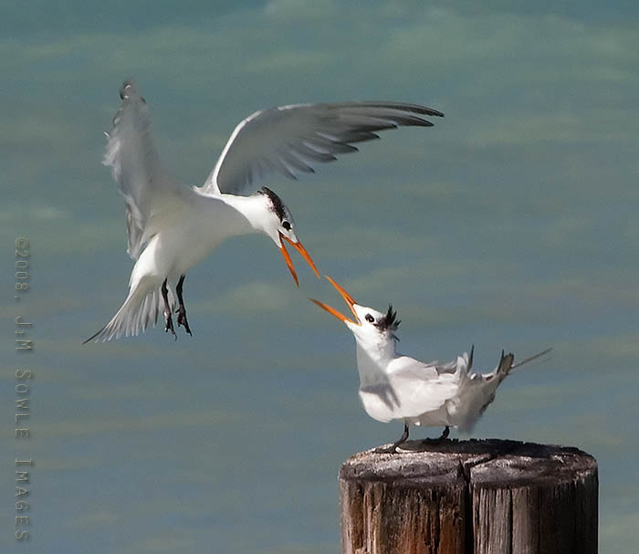_JMS0458.jpg - Just looking at this image, it might seem that these two Royal Terns are fond of each other.  The one in flight wants the position on that piling, and is willing to do combat to get it!