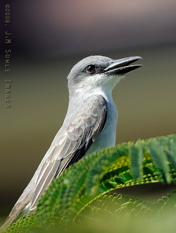 _JMS0666.jpg - A friendly Gray Kingbird in a Mimosa tree near our room.