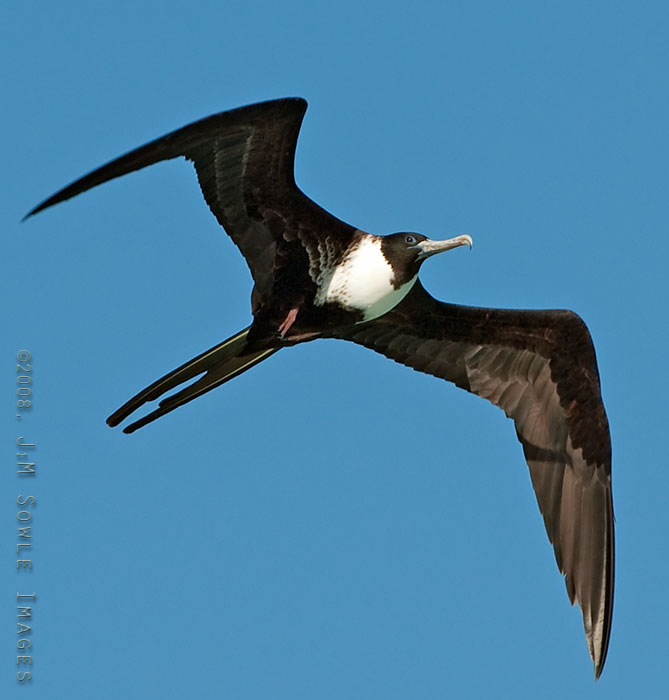 _JMS0805.jpg - A Magnificent Frigatebird (female).  These birds are the pirates of the air, and often attack other seabirds to force them to disgorge their food.