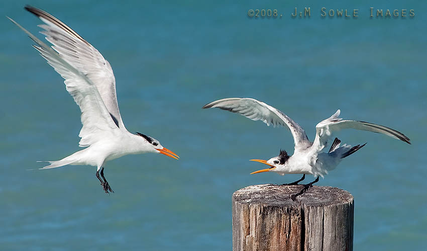 _JMS0827.jpg - Battle Royale. Two Royal Terns fight for a small piece of prime real estate. Dickenson Bay.