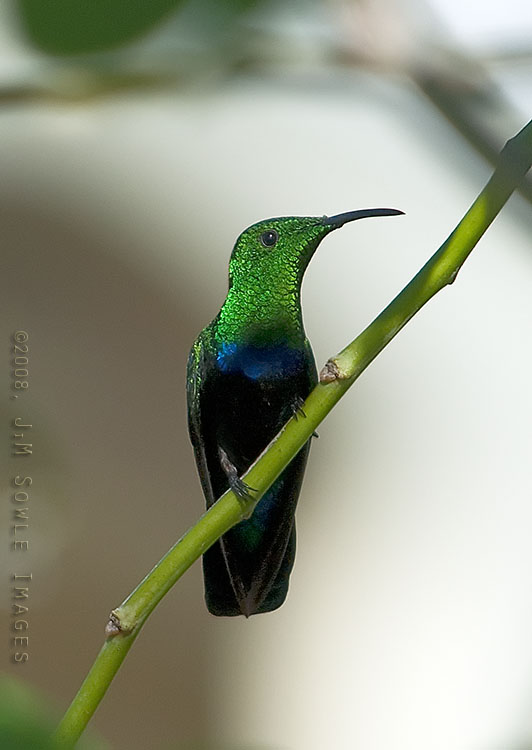 _JMS0843.jpg - This is a Green-throated Carib Hummingbird.  Unfortunately, the lower half of it's body is in the shade.