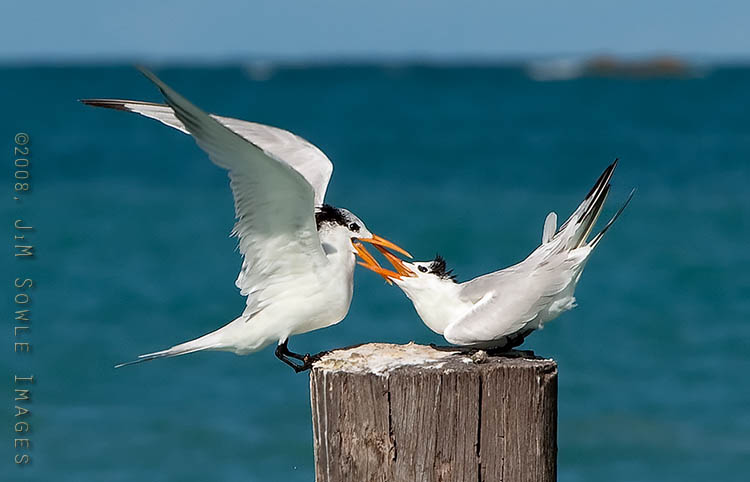 _JMS0961.jpg - I think the idea is similar to thumb wrestling.  They try to close their beaks on their opponent's beak.  At which point they "win".  Royal Terns fighting for the piling.
