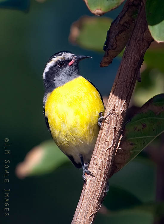 _JMS1179.jpg - Another Bananaquit shot. If you see a small yellow streak darting through the brush, it's probably one of these little chirpers.