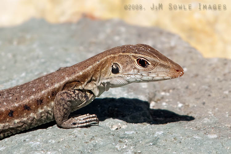 _JMS1268.jpg - There were several different kinds of lizards to be seen on this trip.  I believe the species shown here is a Brown Anole.  Please let me know if that is not the case!