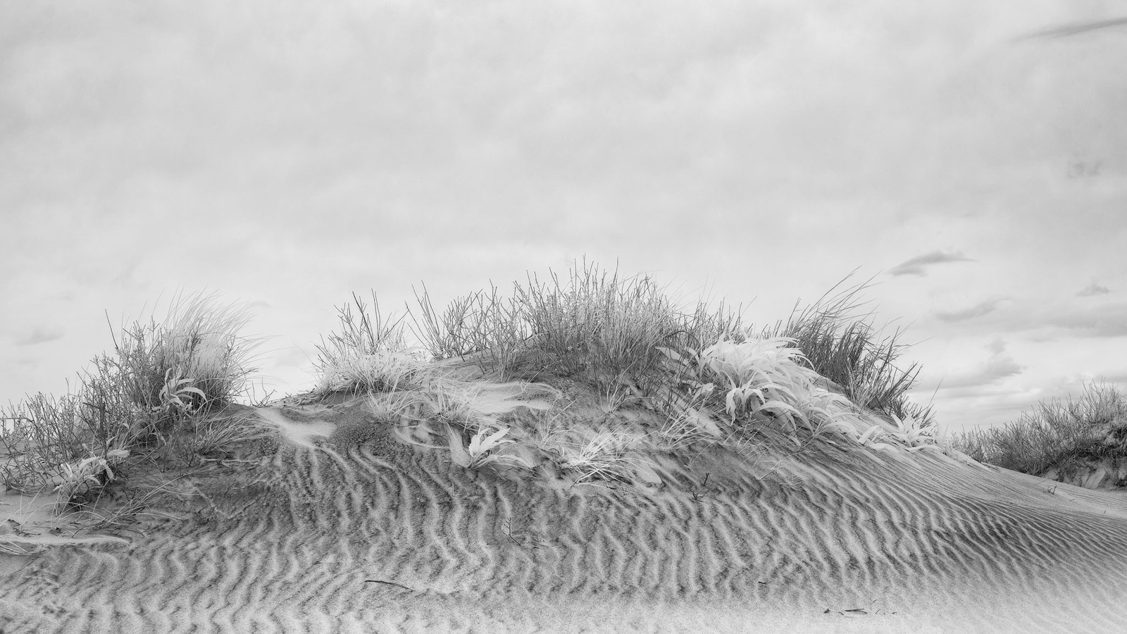 2021_05_Assateague-10012-CR3_DxO_DeepPRIME-Edit2048.jpg - Sand Dune in infrared.