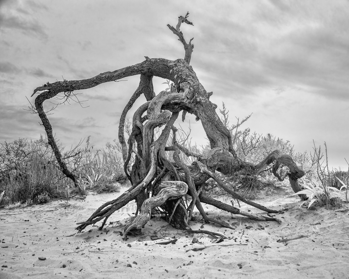 2021_05_Assateague-10028-Edit2048.jpg - Blown over tree on a cloudy day.  Infrared.