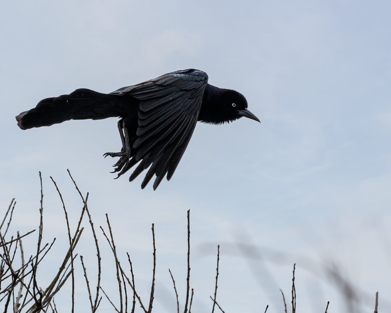 2021_05_Assateague-10054-Edit2048.jpg - Boattail grackle taking off from a reed.