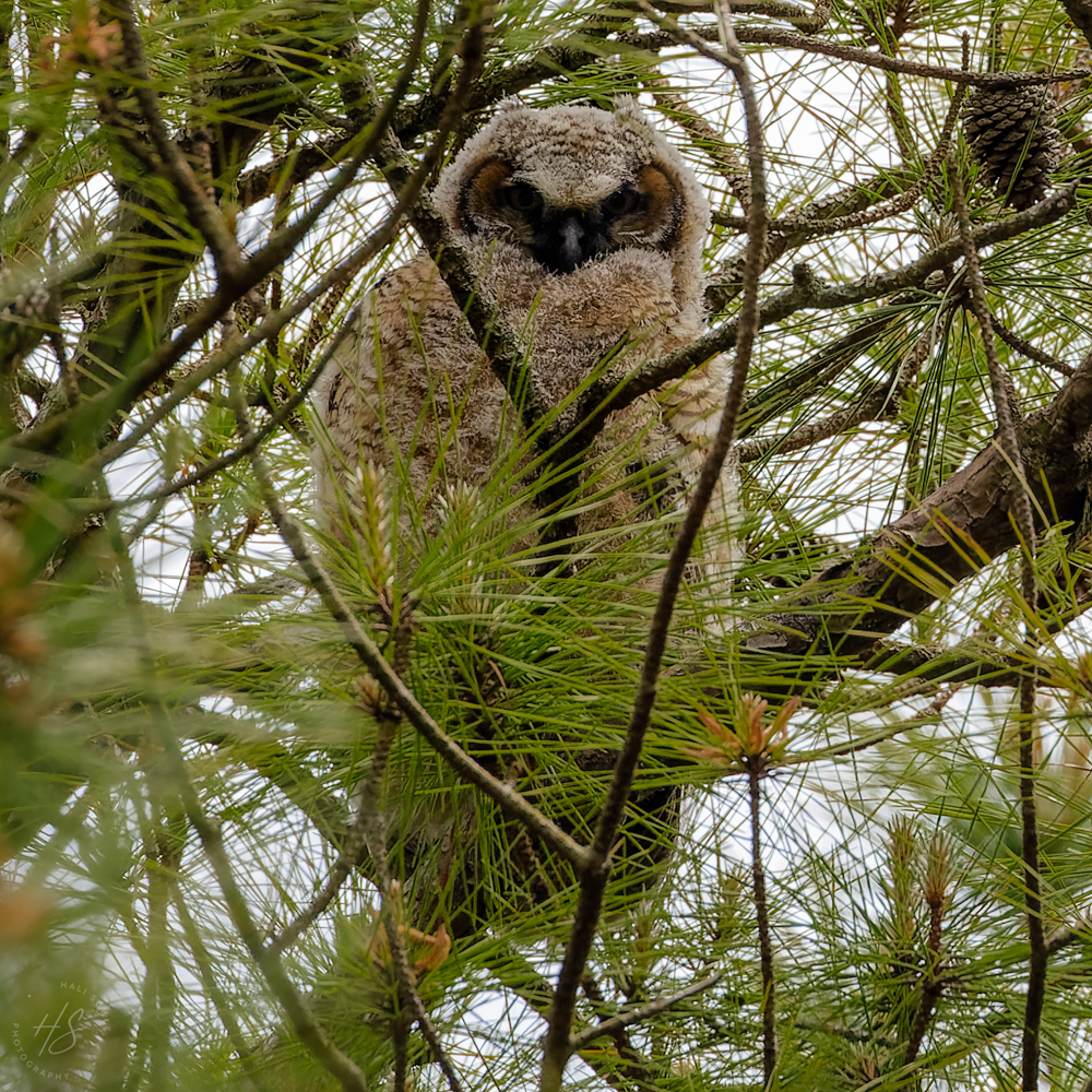 2021_05_Assateague-10108-Edit2048-2_00x-gigapixel.jpg - We were told about this great horned owlet in a pine tree in one of the pull outs.  We saw it for two days and then I think it fully fledged.