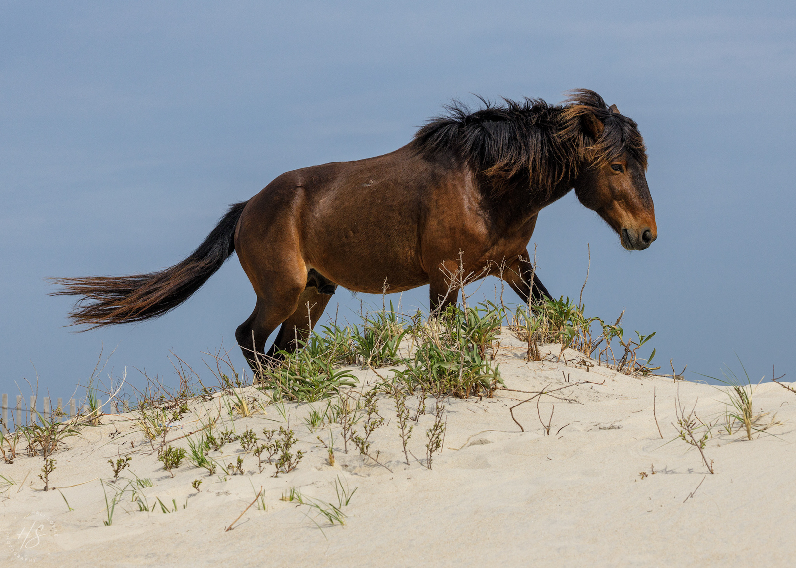 2021_05_Assateague-10288-Edit2048.jpg - One of the gorgeous stallions walking up through the dunes at the beach.