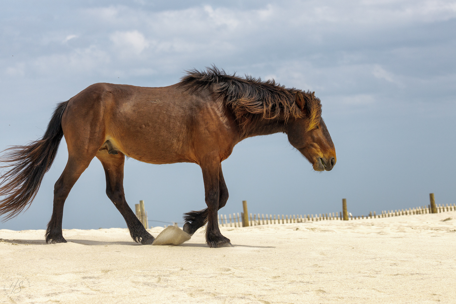 2021_05_Assateague-10309-Edit2048.jpg - Another of the stallion, walking along the beach to get away from the flies and enjoy the cooling late afternoon breeze.