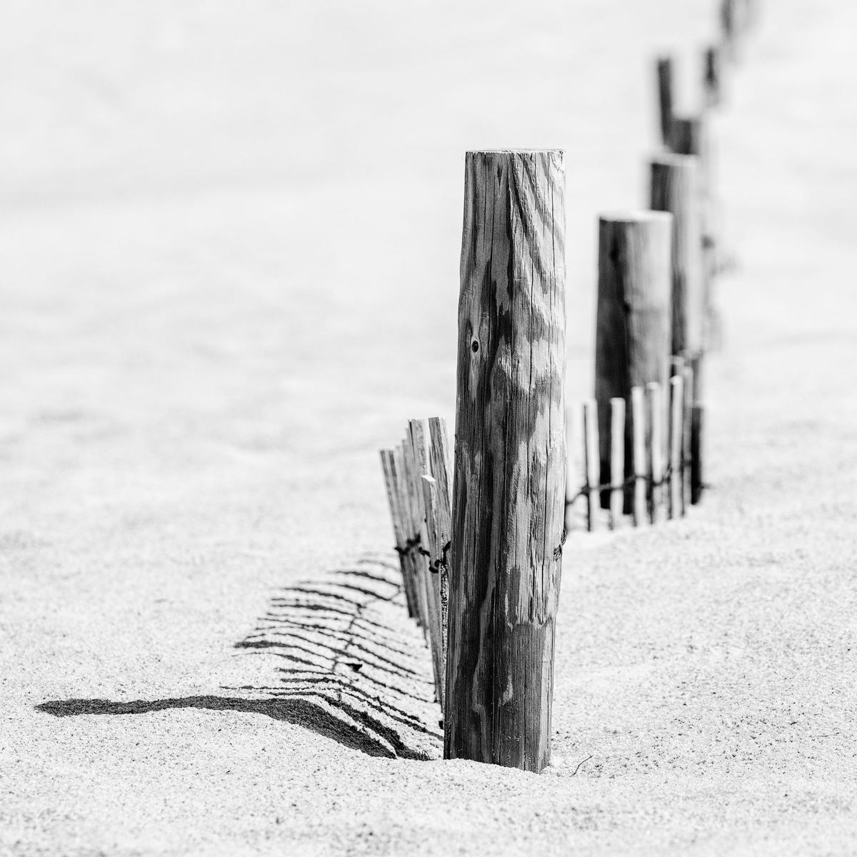 2021_05_Assateague-10766-Edit2048.jpg - I was captivated by the sinking sand  fences and the shadows they made along with the curving lines in the sand.