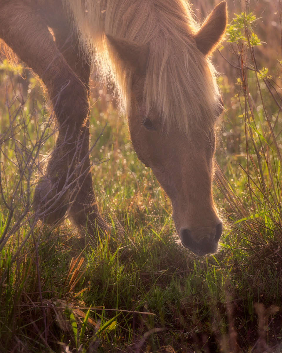 2021_05_Assateague-11643-Edit2048.jpg - Early morning found us driving up the road on the island again, we got lucky and found a band of horses at the furthest pullout.  Most were busy foraging the grasses and I was able to catch this beauty backlit as he looked for tasty morsels.