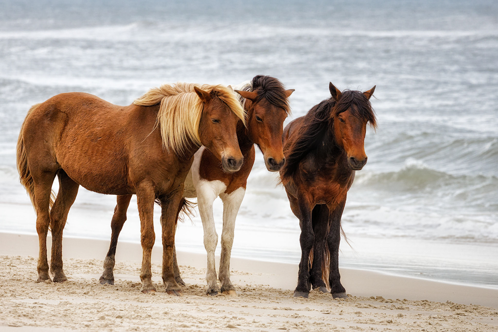 2021_05_Assateague-11968-Edit2048.jpg - A little later in the morning we came across another herd of horses on the beach, all standing with their faces into the wind.  They seemed to be enjoying the cool breeze coming off water.