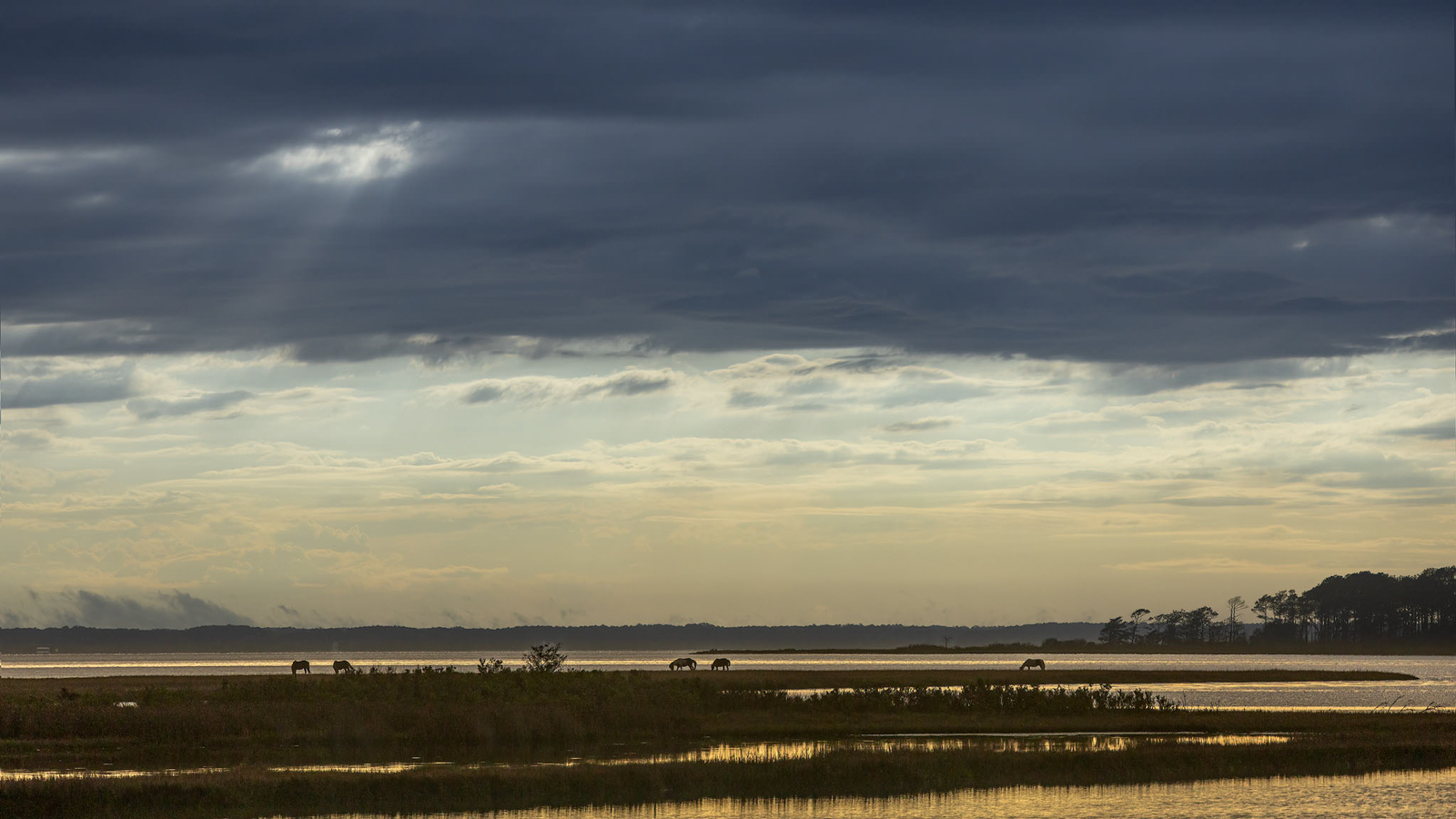 2021_05_Assateague-12866-Edit2048.jpg - After the storm came the beautiful golden evening light that lit up the marshes and the bay.