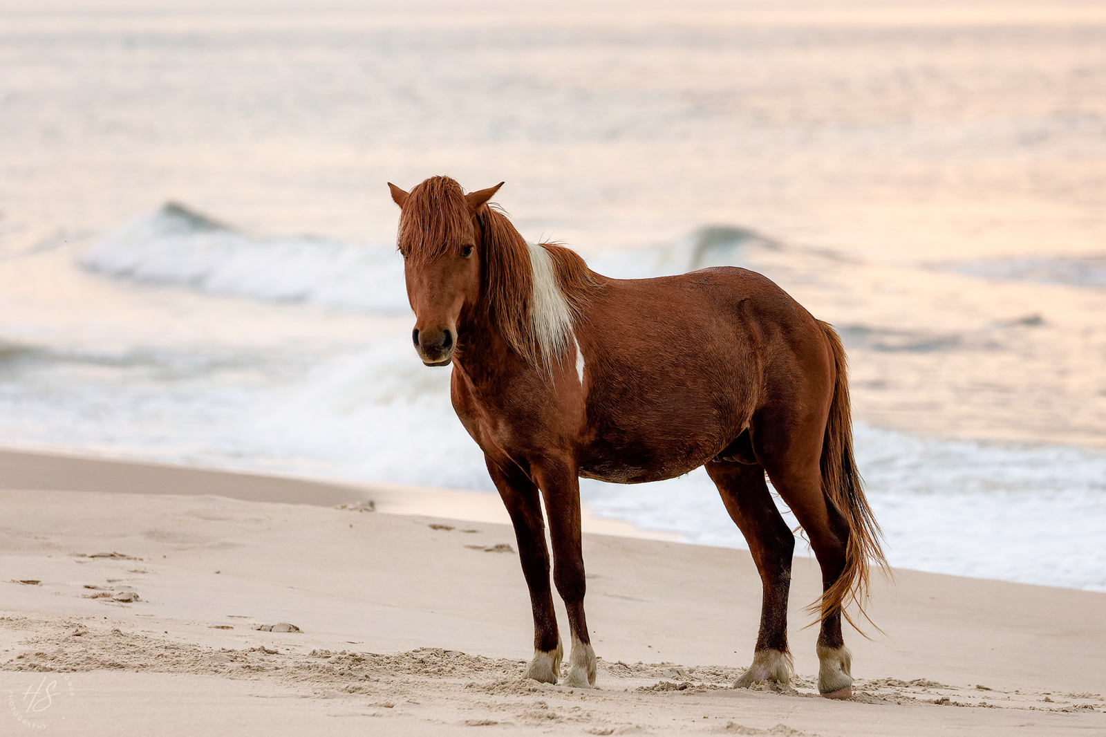 2021_05_Assateague-13318-CR3_DxO_DeepPRIME-Edit2048.jpg - The proud papa in the late afternoon light, taking a break after chasing his youngster around the beach.
