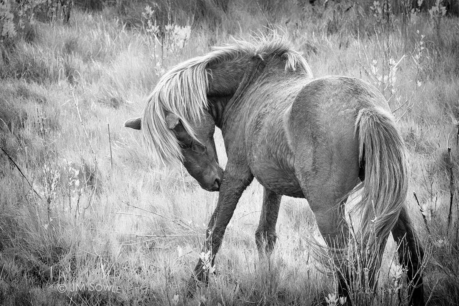 _JMS0048_1600.jpg - A horse in a marshy field on the bay side of the island.  Not a great shot, really, but I liked the lines and the texture.