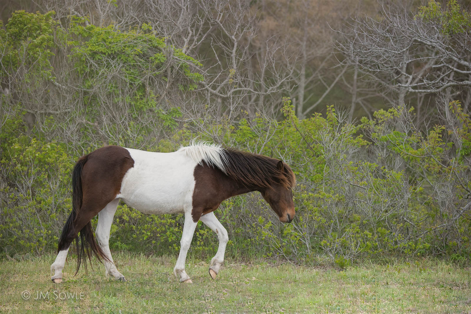 _JMS0067_1600.jpg - Finding horses at Assateague is not a problem.  The challenging part is trying to get a shot of them doing something besides eating.  So here is a horse not eating.