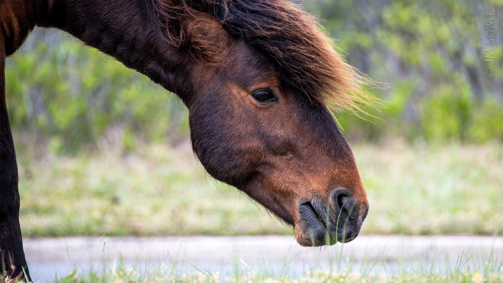 _JMS0092_1600.jpg - This stallion seemed to be the boss, and he was beautiful!