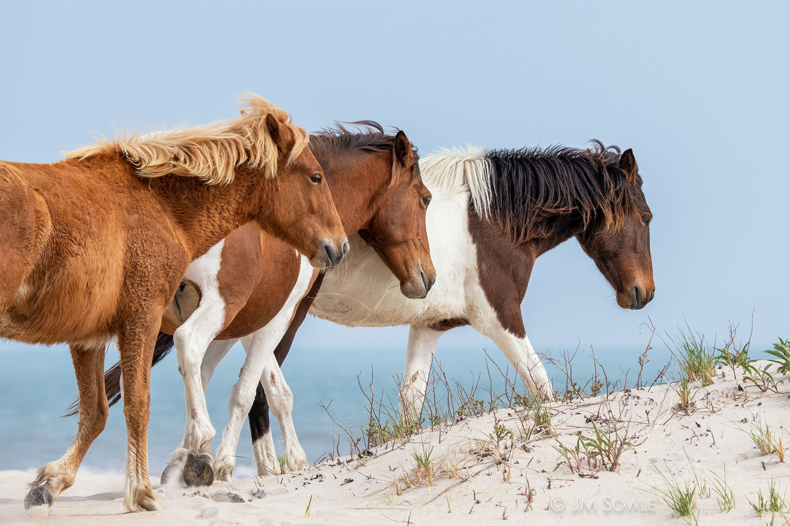 _JMS0158_1600.jpg - Horses on the beach are what brought us to Assateague, but after a few days you get accustomed to seeing them everywhere on the island.