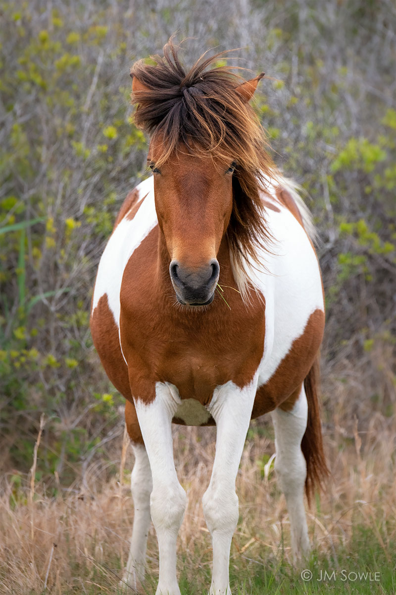 _JMS0298_1200.jpg - A rather pregnant looking mare...