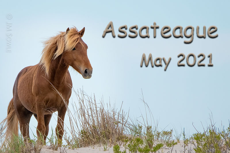 _JMS0645_TITLE.jpg - In late Spring we really wanted to get away.  We were starting to think that covid might be settling down and it would be safe enough if we always got take out meals and such.  Assateahue seemed like a great choice for us.  It was close enough that we could drive there in one shot.  And honestly it has been on our list for a long time.  We booked a hotel room and went for it!  We timed it very well -- weather wise.  Mornings and evenings were cool and daytime temperatures were getting warm.  We really didn't know what to expect when we got there, but we were very pleased at the photo opportunities and the relative lack of dense crowds.  The beach is a super nice area with a campground right in the dunes.  We had a super time here, and we've put some of the photos on a web page here to share.  Be prepared -- there are a lot of horse pictures!  Happy trails!  Mike & Hali