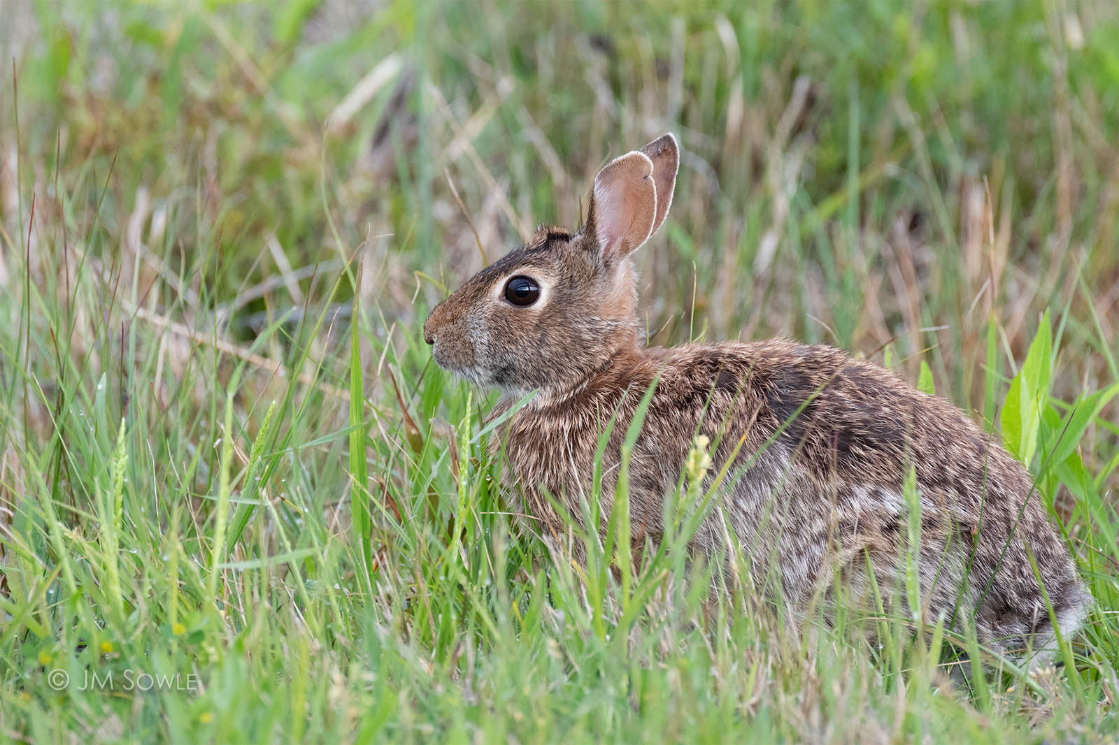 _JMS0789_1600.jpg - We saw some other critters here -- as you would expect.  The usual things: rabbits, deer, turtles, etc.