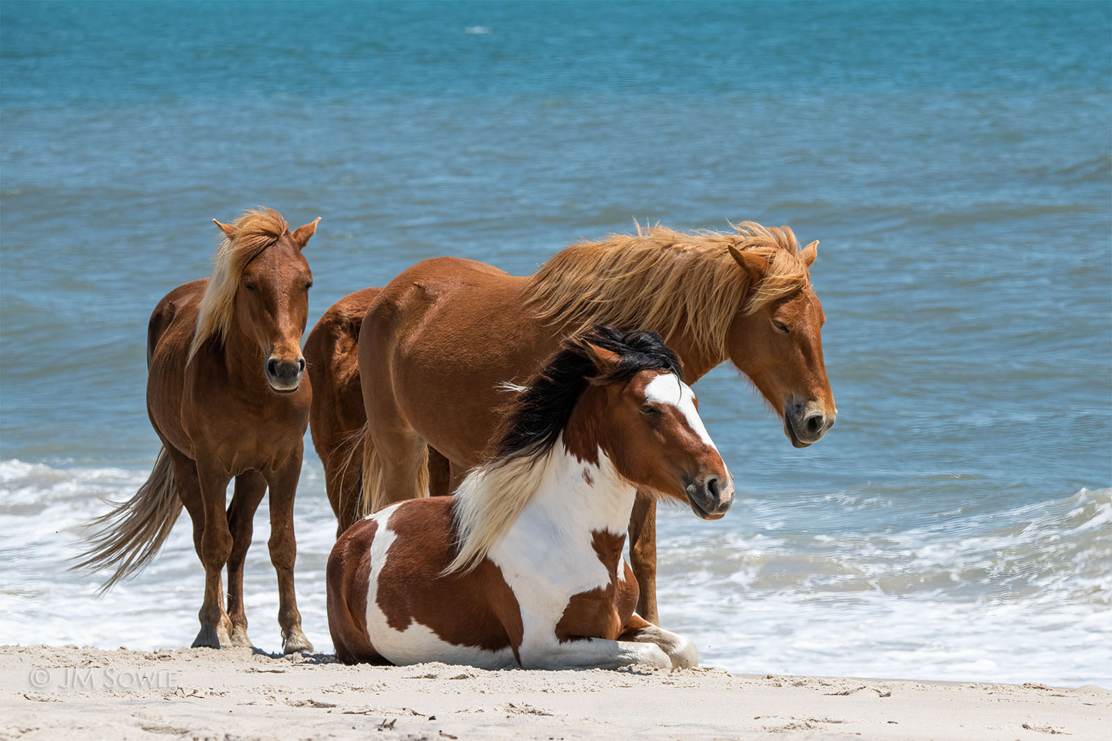 _JMS1137_1600.jpg - On hot days when the bugs are biting the horses, they often go to the ocean for a respite.