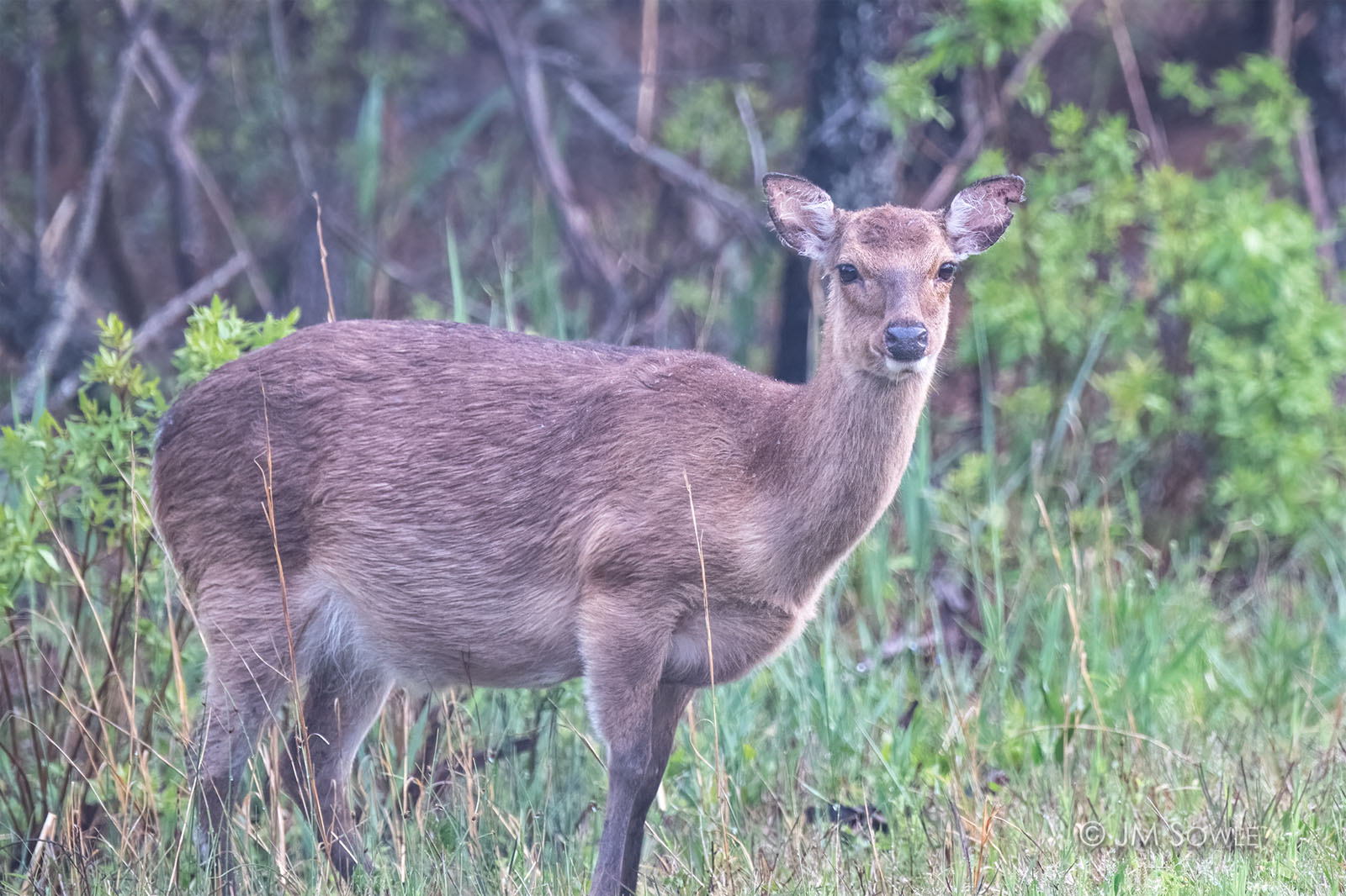 _JMS1501TC_1600.jpg - We did not see a lot of deer, but we did see some.  This one we spotted at dusk on a very damp and foggy afternoon.  We call this one "Nibbles".