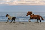 2021_05_Assateague-13156-Edit2048_Crop