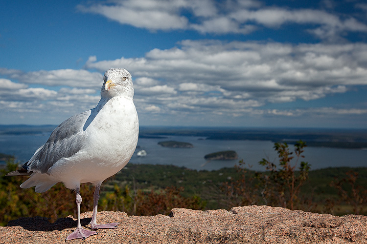2011_09_19_AcadiaNP-10037-2-Edit750.jpg - A Ring Bill Gull standing sentinel along the auto road to the summit of Cadillac Mountain.
