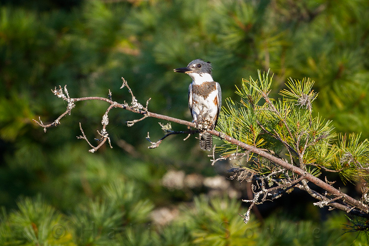 2011_09_19_AcadiaNP-10181-Edit750.jpg - We visited this little beaver pond many afternoons and saw this Belted Kingfisher hunting, usually on the other side of the pond.  We got lucky one day and it perched a bit closer (and in good light!)