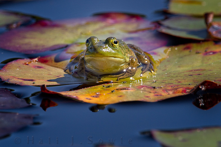 2011_09_21_AcadiaNP-10141-Edit750.jpg - Frog on a lilly pad at the beaver pond