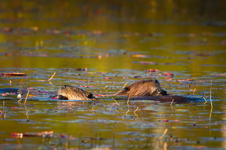 2011_09_21_AcadiaNP-10243-Edit750.jpg - A pair of Beavers munching their way through the pond late on a September afternoon.