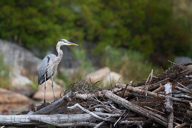 2011_20_AcadiaNP-10001-Edit750.jpg - At the same beaver pond we saw the Kingfisher we saw this Great Blue Heron hanging out on the Beaver Lodge.