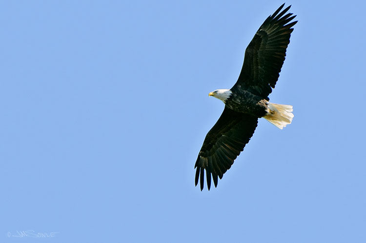 _MIK0024.jpg - We were hanging out at the raptor spotting area near the summit of Cadillac mountain.  We were there for a while when one of the rangers asked what we hoped to see today.  I said "a bald eagle in good light".  About 30 seconds later, this bird appeared out of nowhere.  True story.
