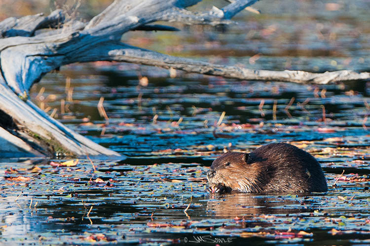 _MIK0142.jpg - We went out to this beaver pond a few times.  There were several of the little guys out there, but they were pretty timid.
