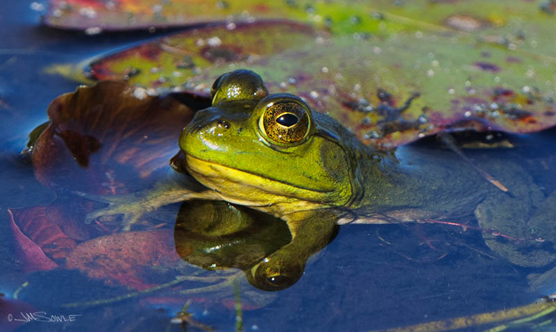 _MIK0248.jpg - The frogs in the beaver pond often made better models than the beavers!