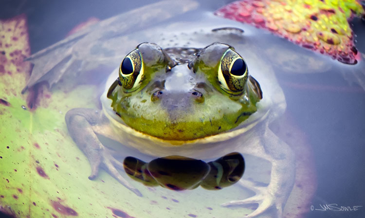 _MIK0406.jpg - You have the most beautiful eyes!  Would you like to sign a waiver?  Another beaver pond shot...