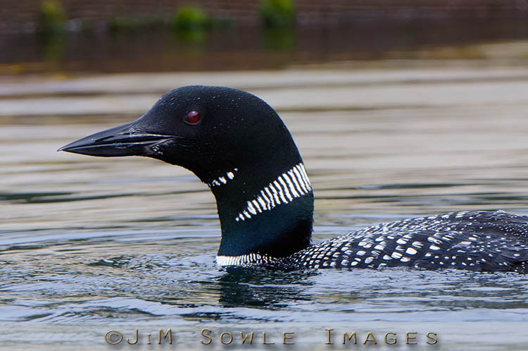 _MIK0539.jpg - Another shot of the same loon that Hali snapped.  This guy was fishing back and forth over the same section of coast for a couple of hours.  Behind the loon is some seaweed on a small dock.