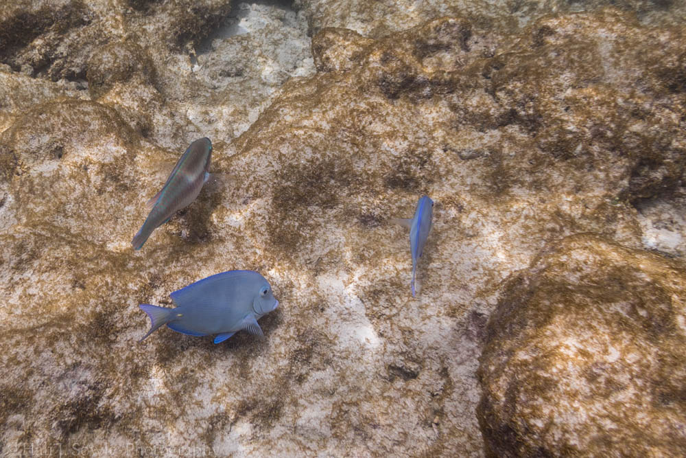 2016_11_Barbados-10108-Edit1000.jpg - There was a snorkeling area about a 5 minute walk up the beach, the first few days we were there the water was really clear and the water calm.  The fish and sea-life were abundant.  Two blue tangs and a side view of a queen parrot fish