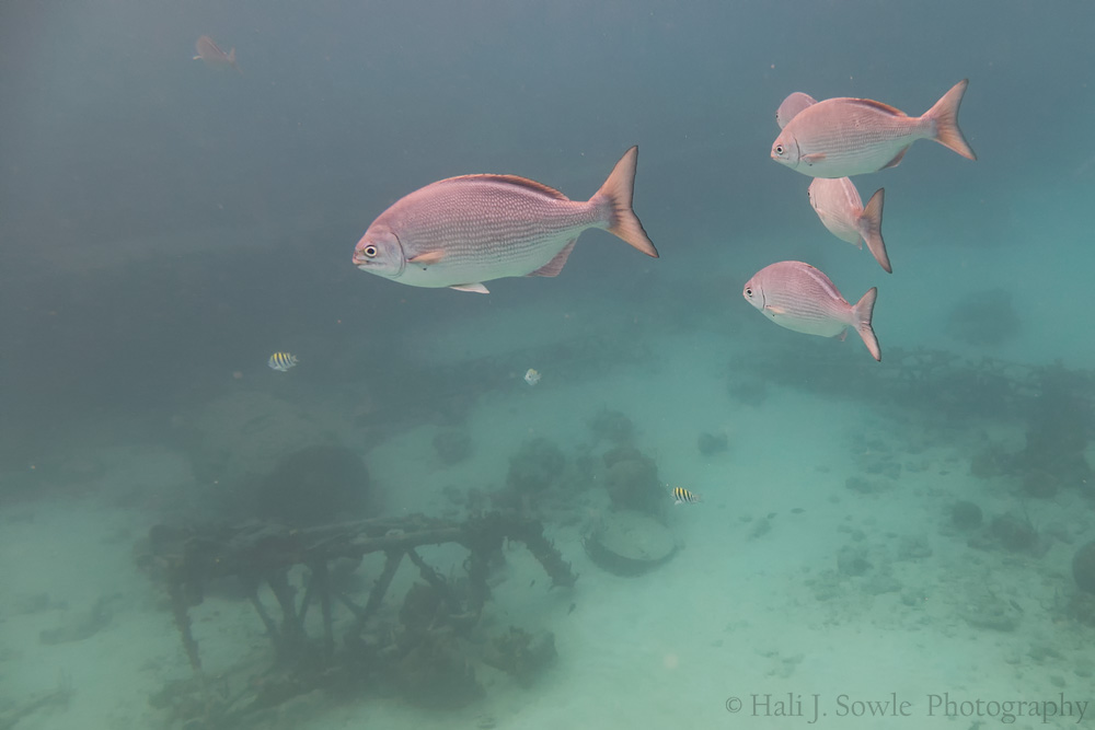 2016_11_Barbados-10128-Edit1000.jpg - Some Bermuda Grubs and small Sergeant Majors near the wreck that we snorkeled over.
