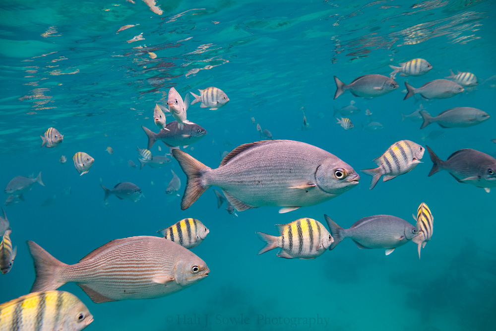 2016_11_Barbados-10165-Edit1000.jpg - More Chubs and larger Sergeant Majors.  Snorkel boats from hotels would come to the area of the wreck and drop anchor and a guide would get out with the tourists and feed the fish allowing us to snorkel among these large schools of fish.